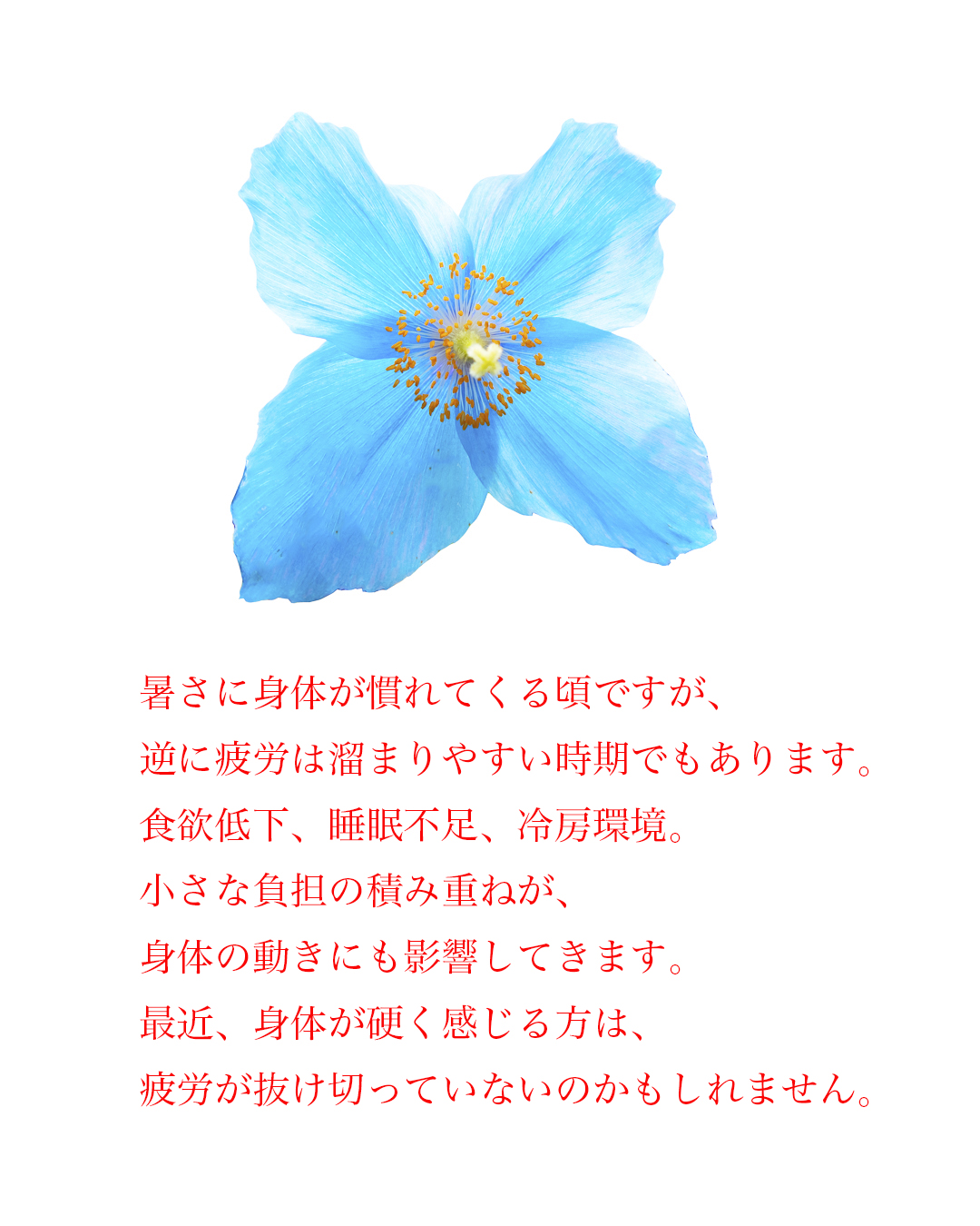 インスタ広告
